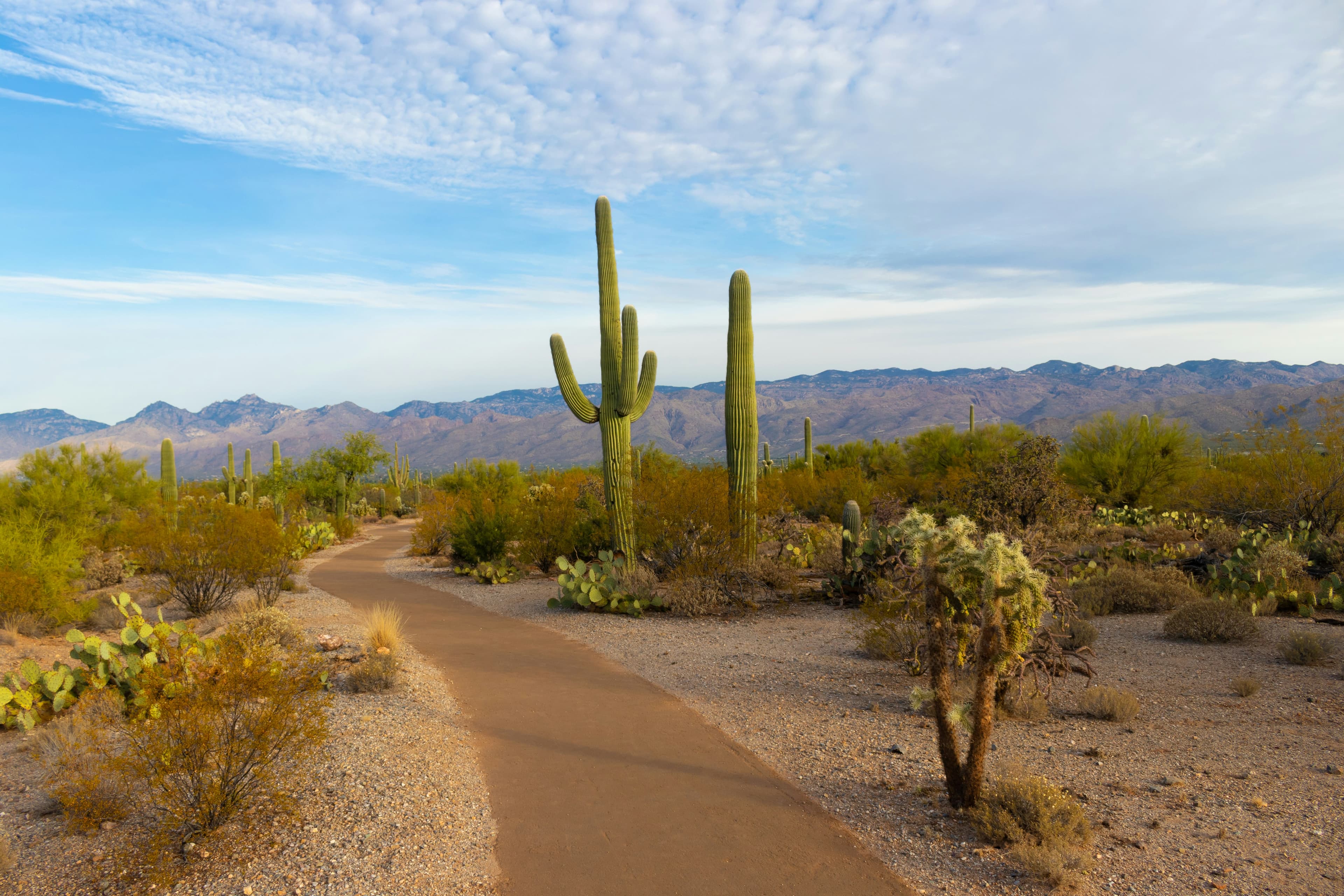 Shielding Your Tattoo from Arizona's Sun: Essential Protection Tips